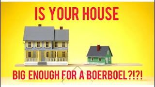 So You Think Your House Is Big Enough For A Boerboel? #boerboel #mastiff #doglife #doglover #bigdog