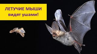 Эхолокация у летучих мышей: что значит "видеть ушами"?