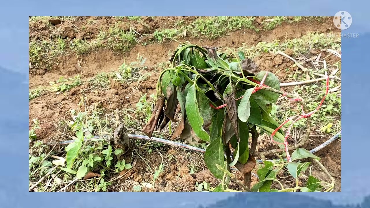 การรักษาต้นไม้ขุดล้อมให้ฟื้นตัวไวๆ