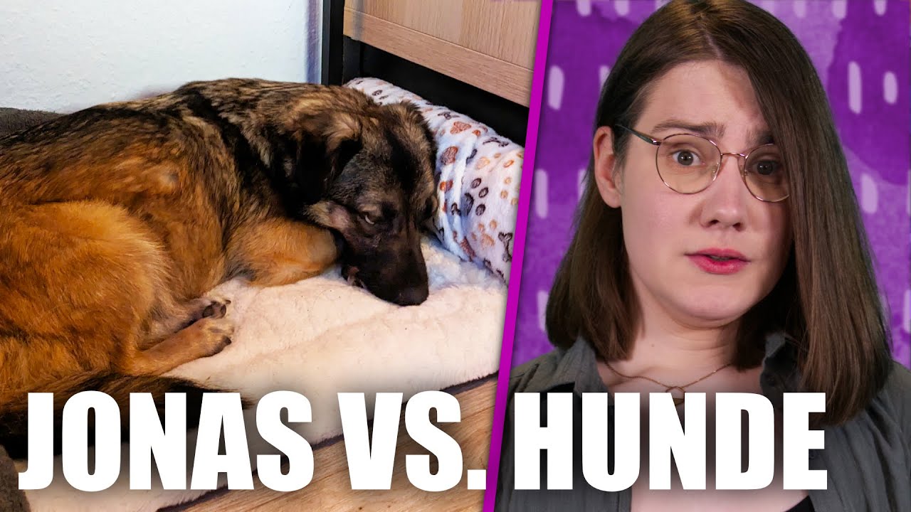 Hundehalter aufgepasst! | FiNessi reagiert auf @jonas_ems