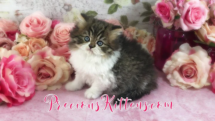 Watch the video about Dixie - Female Doll Face Kitten for Sale