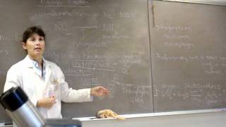 Nitrogen Fixation Pt.1