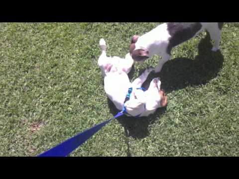 Video: Hoe Om U Hond Mooi Te Leer Loop