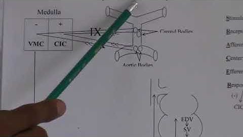 CVS Revision  Baroreceptor Part 2 + Peripheral Chemoreceptor Reflex + Cerebral Ischemia