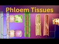 Understanding Phloem Tissue in Plants