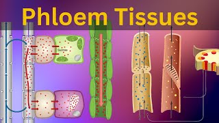 Phloem Tissues: Structure and function|| Vascular bundles|| Types of plant tissues ||Biology