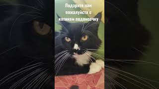 Котик Просит Подпишись