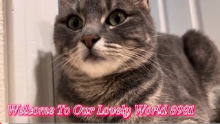 Our Lovely Cats by Our Lovely World 32 views 11 days ago 44 minutes