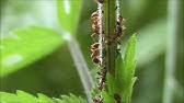 Amazing Nature: Ants Milking Aphids / Ameisen melken Blattläuse - YouTube