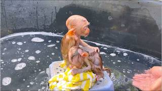 Two Cute Baby Monkeys Taking a Bubble Bath | Adorable Baby Monkeys Hugging During Bath 🐒