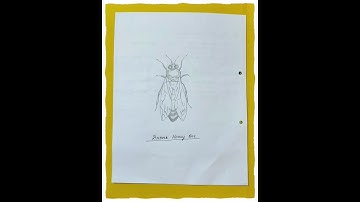 Caste system of Honey Bee ॥ MSc 3rd semester Zoology practical note/ File