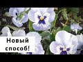 Успейте посеять виолу в декабре! Зимний посев