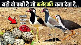 The Search for the Mysterious Paras Stone | Village Exploration Kailash Chouhan