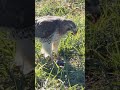 Red-tailed Hawk Eating a Fresh Snack in Brooklyn Near Verrezano 2