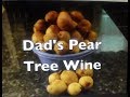 How to Make Pear Wine.  Dad's Pear Tree Wine.  I picked pears from Dad's Pear Tree