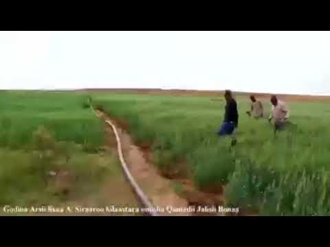 Godina Arsii Lixaa Misooma Qamadii Jallisii Bonaa Aanaa Siraaroo