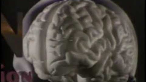Aggression, Violence, and the Brain