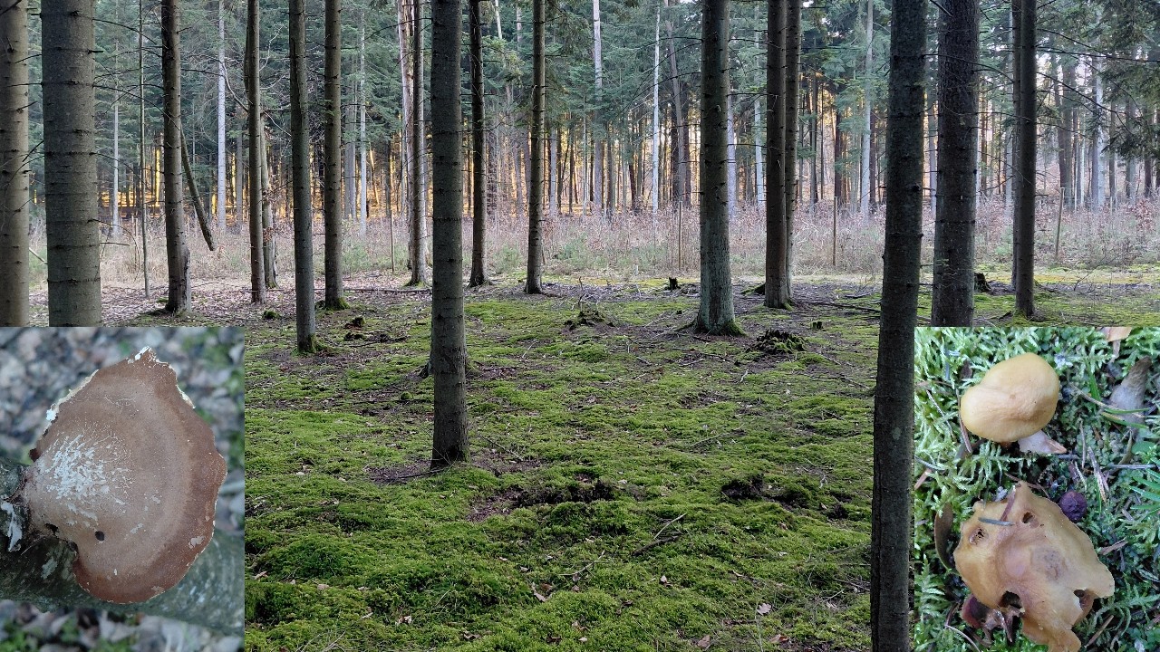 Marcowe poszukiwanie grzybów