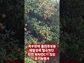 비타민C가 필요한 콜라겐 체내 합성