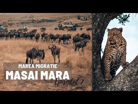 Marea Migratie din Masai Mara | Kenya - Episodul 7