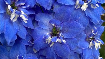 Collecting Pollen And Cross Pollinating Your Delphiniums
