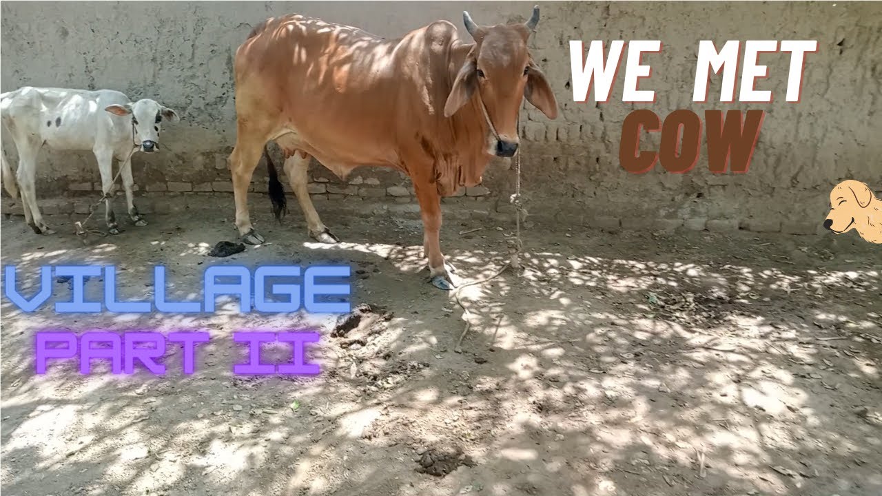 Cow is My Friend | We Met Cow In Village |  #vlog Village Part II