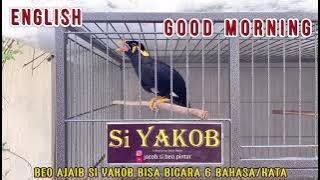 Burung Beo Medan Ajaib Si Yakob yang bisa ngomong 6 Bahasa /45 kata .