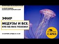 Детский эфир «Медузы и все, кто на них похожи» в рамках рубрики «Неурочные беспозвоночные»