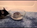 Baby Chinchilla's First Bath