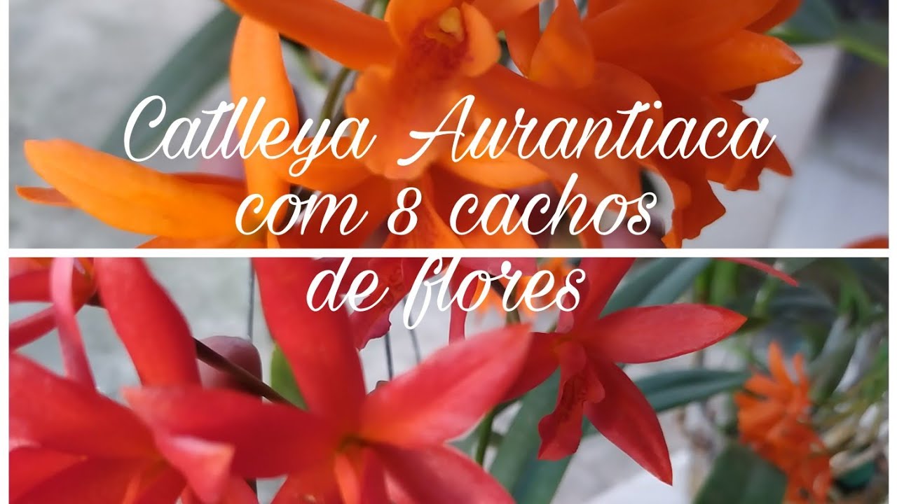 Catlleya Aurantiaca com 8 cachos de flores 🧡🧡🧡 - thptnganamst.edu.vn