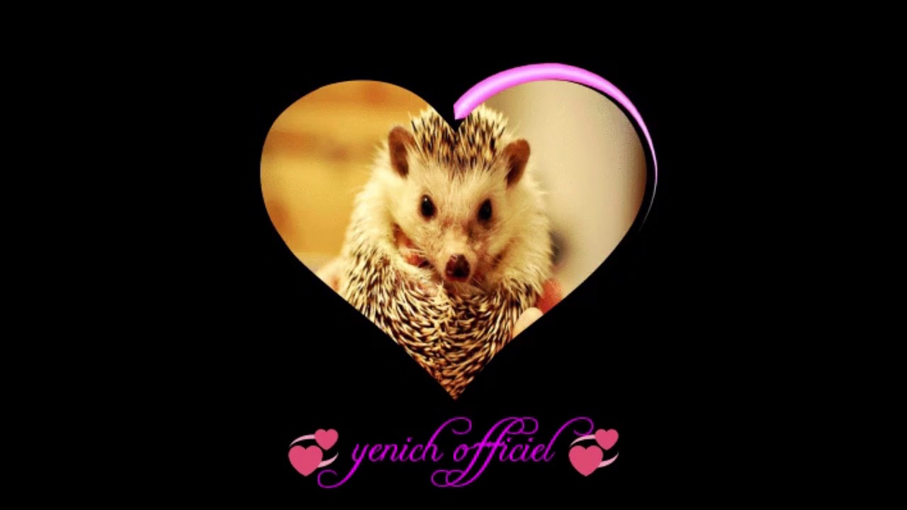 ( marley brown ) ( ich lieb dich jeden tag ein biesschen mehr ) ( yenich officiel )