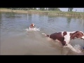 Irish Red and White Setter Puppies Enjoying Their Life の動画、YouTube動画。