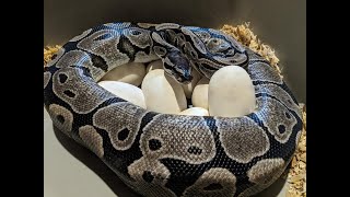 SECRET PROJECT #2!! TSK Axanthic * ??