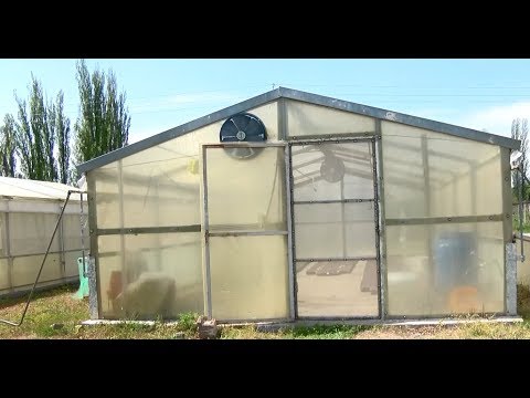 უქმნის თუ  არა საფრთხეს აზიური ფაროსანა სასათბურე მეურნეობებს