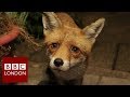 How one man befriended an urban fox - BBC London