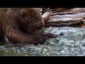 Hungry Bear's Fish Picnic | Bears | Spy in the Woods | BBC Earth