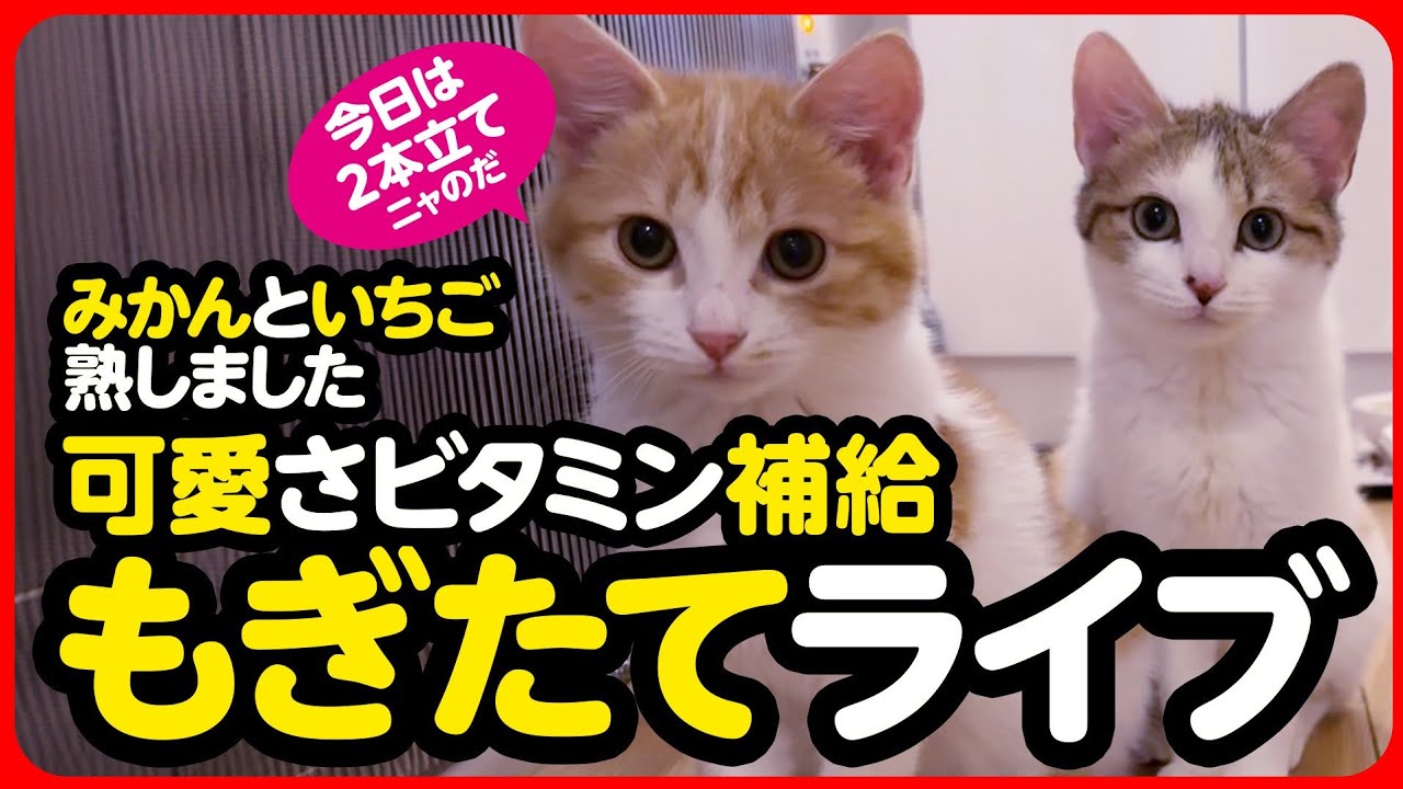 🔴かわいさビタミン補給！もぎたてライブ🍓🍊