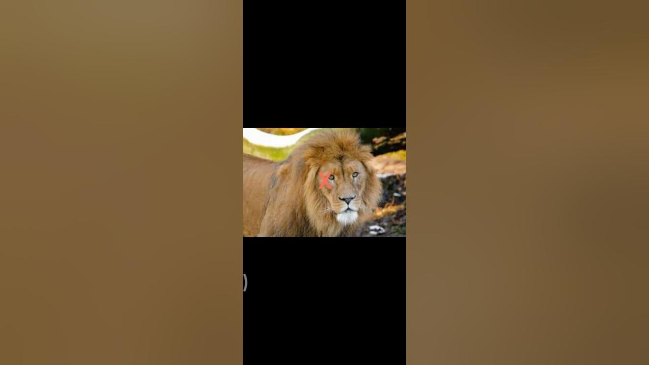 Ismein Se Kaun Sa Janwar Aapko Pasand Hai Comment Naam Bataen YouTube ismein-se-kaun-sa-janwar-aapko-pasand-hai-comment-naam-bataen-youtube