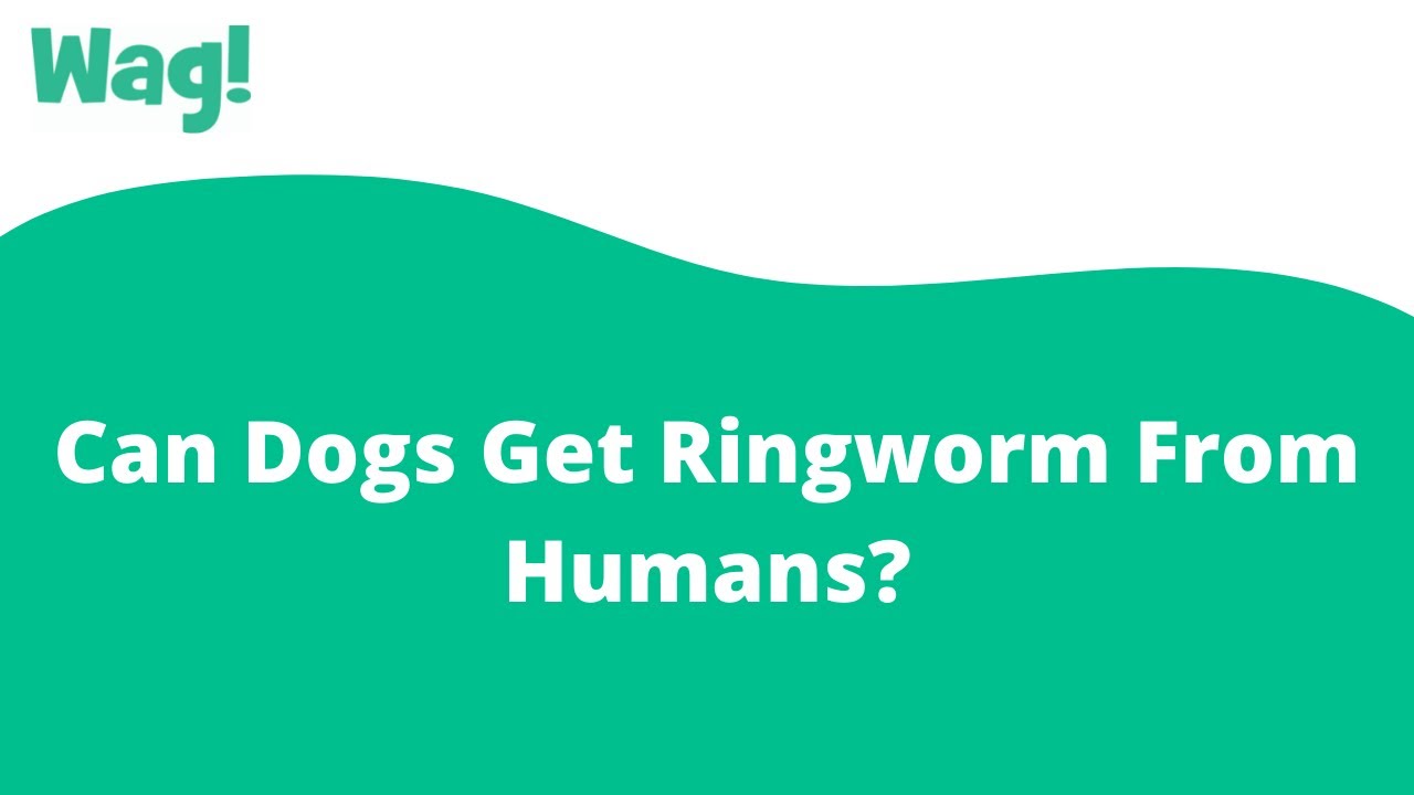 can dogs get ringworm from humans