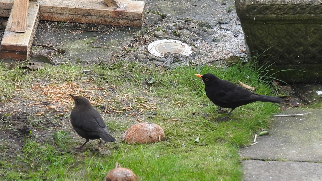 Great Tit & Blackbird Couple. Feed the birds UK 17 02 26