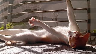 Cute cat's sunbath #cat #cute #cutecat by Hope & Fun 319 views 1 month ago 1 minute, 10 seconds