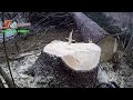 1,40m Spruce Falling with Husqvarna 576 Xpg and Holzknecht HS 410  at one High voltage cable