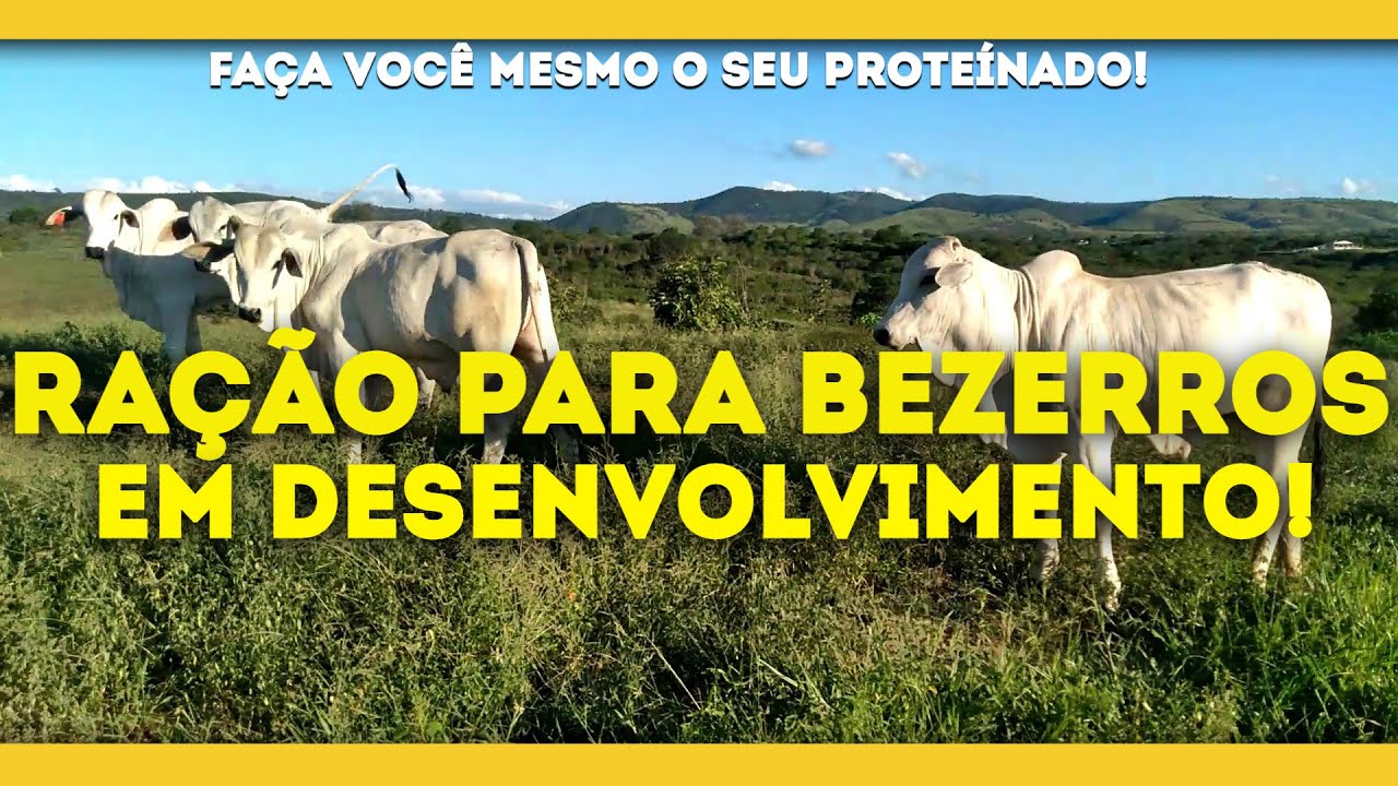 COMO FAZER RAÇÃO CONCENTRADA PARA BEZERROS EM CRESCIMENTO! - YouTube