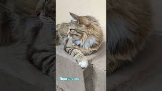 Спорт и долголетие #cat #котики #юмор #милыекоты #смешныекоты #кот #семми #долголетие #спорт #жизнь