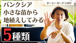 【オージープランツ】バンクシアの庭づくり【オージーガーデン】