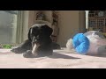 パピーウォーカー ラブラドール子犬 うまい棒～(^^) 可愛い 夢中 ペットステージ (Petstages) ウッディー・タフ・スティック ミディアム PTPS217