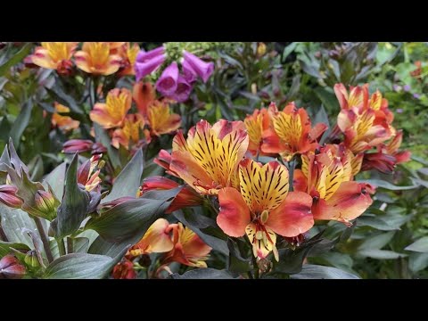 Альстромерия в Саду Alstroemeria