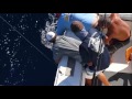 2016 Los Cabos Billfish Tournament | Team Beast of Burden | Blue Marlin