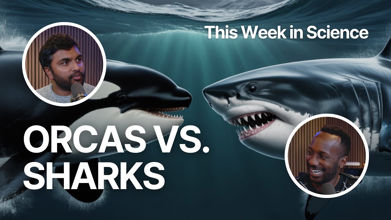 Косатки против акул: Культурные войны океана (история FFP | Эпизод 16)