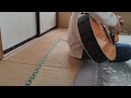 さっちも Portrait(フジファブリック カバー)